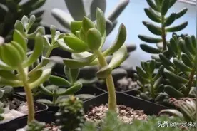 多肉徒长不用担心，8月做好一件事，恢复状态美翻了图片