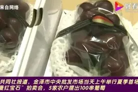 “浪漫红宝石”天价葡萄一串8.5万元图片