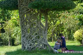 南宁一公园现“会织网的树”造型奇特令人啧啧称奇图片