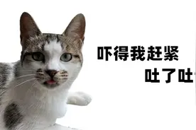 科学撸猫：高能警告，这些食物对猫咪是剧毒，但你知道原因吗？图片