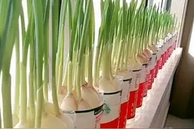 废弃矿泉水瓶，种大蒜特合适，既美观又有吃不完大蒜苗图片