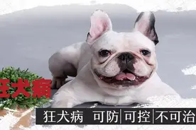 关于狂犬病，你需要知道的全在这里图片