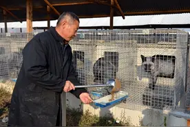 支持野生动物养殖户转产：湖南对竹鼠每公斤补偿75元图片