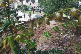 这植物就是“十大功劳”，叶子边缘都是尖刺，长得怪异用处不小图片