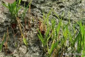 水稻秧苗期会遇到哪些病虫害，又该如何进行防治呢？图片