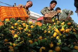 越南两千多辆卡车驶向我国，满载水果以表诚意？吃货：开回去吧图片