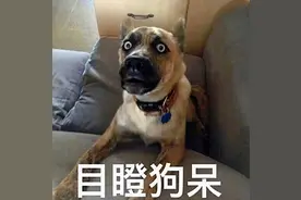那些落榜“公务员”的狗狗丢分原因竟是？图片