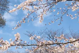 如果你来东京不要错过了这里，无论什么季节都有适合活动惊喜着你图片