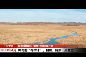 探访植物饮料”新宠“桦树汁原产地图片