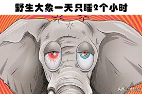 动物是怎么睡觉的？7种动物非常奇怪的睡眠方式图片