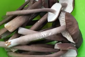 广西河池农村小伙采摘到很特别的蘑菇，又可以来顿鲜肉野蘑汤了。图片