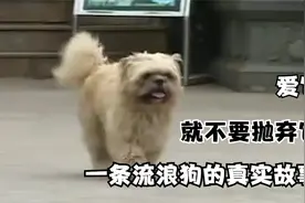 纪录片：一只流浪狗的真实故事，有的时候，狗比人更懂得感恩图片