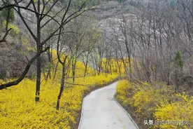 图文丨清明假期，山东青州泰和山黄花溪，最美春天献给您图片