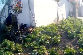 接到报警后，警车拉响警笛，一路狂奔……图片