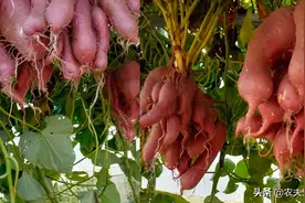 牵牛花嫁接“空中”红薯，一株结40斤？网友：这个红薯干净好洗图片