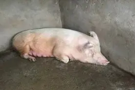 母猪内热不吃食怎么办？母猪上火不吃食怎么办？本文有好方法图片