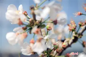 「抓好防控 复工复产」樱桃树花开正艳！秦州区积极推进果园复工图片