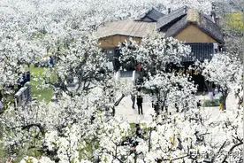 四川广元苍溪：万亩梨花树，忽如一夜春风，千树万树梨花开图片