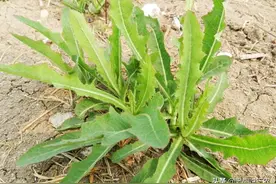 猪都不愿意吃的野草原来是名贵药材？苦麻草，居然是“护肝草”？图片