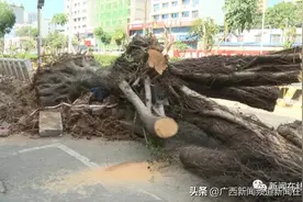 没有批文就动手，南宁明秀路上百棵30年以上树龄的大榕树遭殃，32棵不知去向图片
