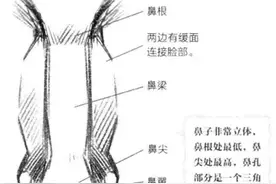 零基础漫画入门-鼻子、嘴和耳朵图片