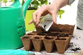 花卉何时出屋？哪些花该换盆？3月份养护花卉的重点你掌握了吗？图片