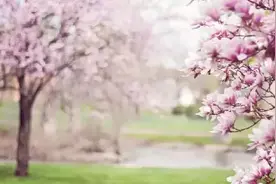 桃花“劫”，是你过不去的一个坎图片