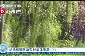 绵绵柳絮飘如雪 过敏体质需小心图片