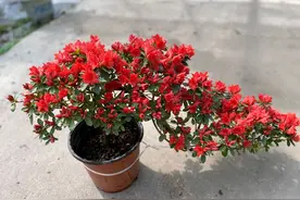 椰糠栽种的杜鹃花盆栽怎么养，已经黄叶干枯快要挂了还有救吗？图片