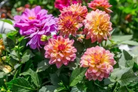 3月栽种的大丽花，植株长得旺盛，夏天开满大花团图片