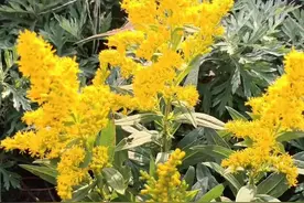 一花开处百花杀：“割头”能拦住“加拿大一枝黄花”吗？图片