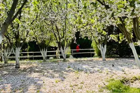 落英缤纷，元大都海棠花溪变“香雪海”图片