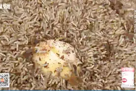 喜欢吃便便的黑水虻幼虫食量惊人，一条鱼吃得只剩骨架怎么做到的视频封面
