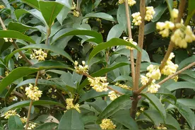 老话“桂花树门前，贵人立门内”，桂花树种在哪最好？快来看看图片