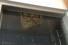 一起来聊聊防“蜂”那些事儿图片