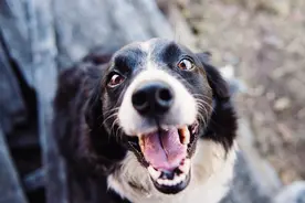 犬细小病毒的症状与防治图片