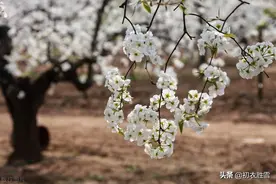千树万树梨花开，无人为我解此梦，唐朝王建的梨花梦是什么含义？图片