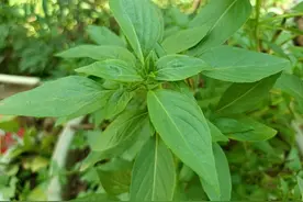 俗称“金不换”，配菜是一绝，养在家里好处多，观赏药用两不误图片