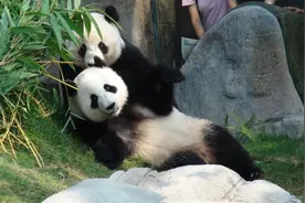 9年来首次，两只赠港香港大熊猫成功自然交配，最快6月得知是否怀孕图片