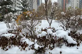 沈阳大雪已经几天了，雪为什么还没清干净？图片
