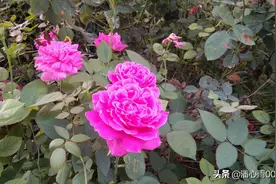 双色球123期；三阳开泰，六码锁蛟龙，单式6+1预测出来了图片