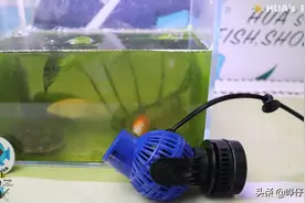 鱼缸里看起来最没用的工具，却在关键时刻救了我的观赏鱼的命图片