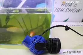 巧妙将鱼缸造浪泵和增氧泵混搭，在关键时刻，可以救你观赏鱼的命图片