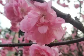 东风拂面，春夜喜雨，莺啼暖树，望月思亲图片