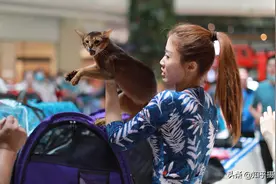 沈阳：商场上演捉猫记，猫咪选美会上炸毛，咬伤主人疯狂出逃图片