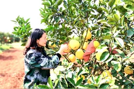 井冈山国家农业科技园柚香扑鼻硕果累累 成为园区一道靓丽风景线图片