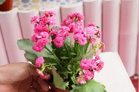 给绿萝浇一次“黄豆水”，一个月后，长得更加旺盛视频封面