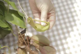 没有虫吃的猪笼草饿死了吗？图片