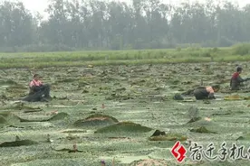 饱满如石榴！《红楼梦》里这款美食在宿迁大地成熟图片