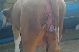 母牛产后胎衣不下，请看过来！图片